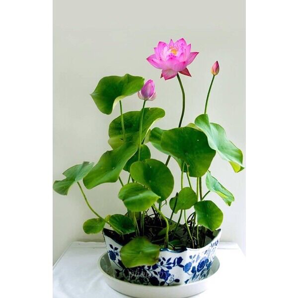 Hạt giống sen mini Nhật sỉ 1k ( 1 gói 10 hạt)