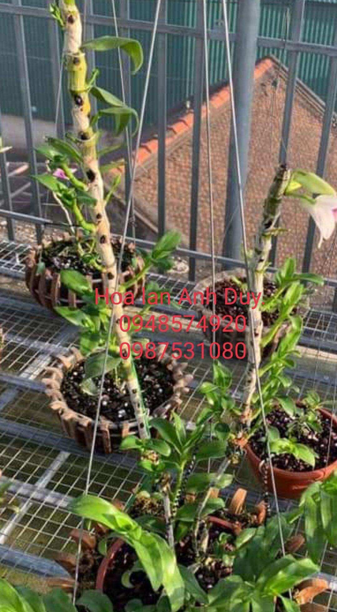 Ki Phi điệp thân thủ lá mít