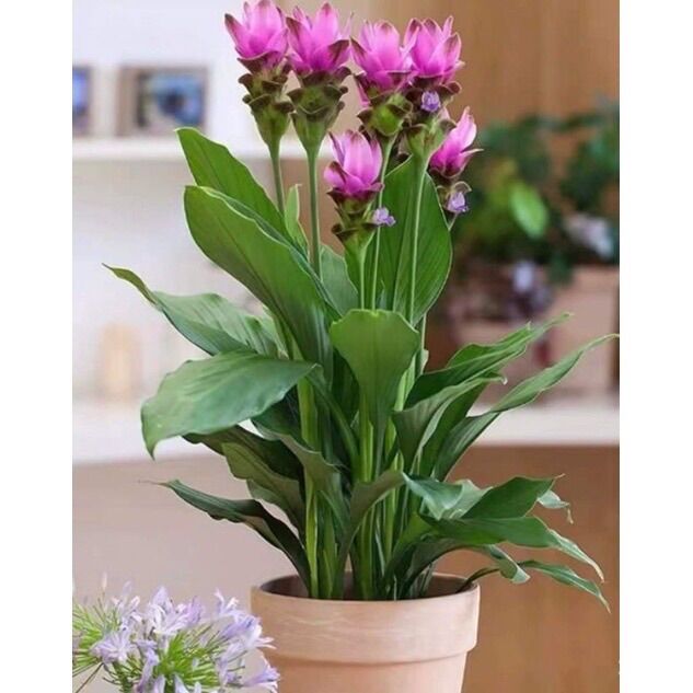 Củ hoa giống đuốc Thái sỉ 4k (set 5 củ )