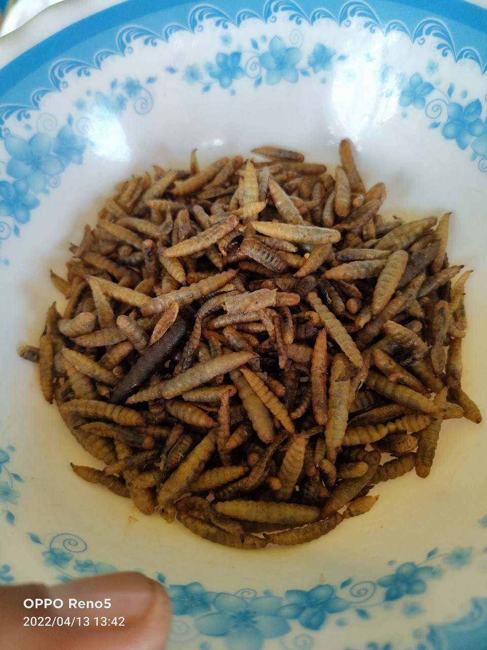 Sâu caxi sấy khô cho gà đá, chim... Mùi thơm hấp dẫn 100g