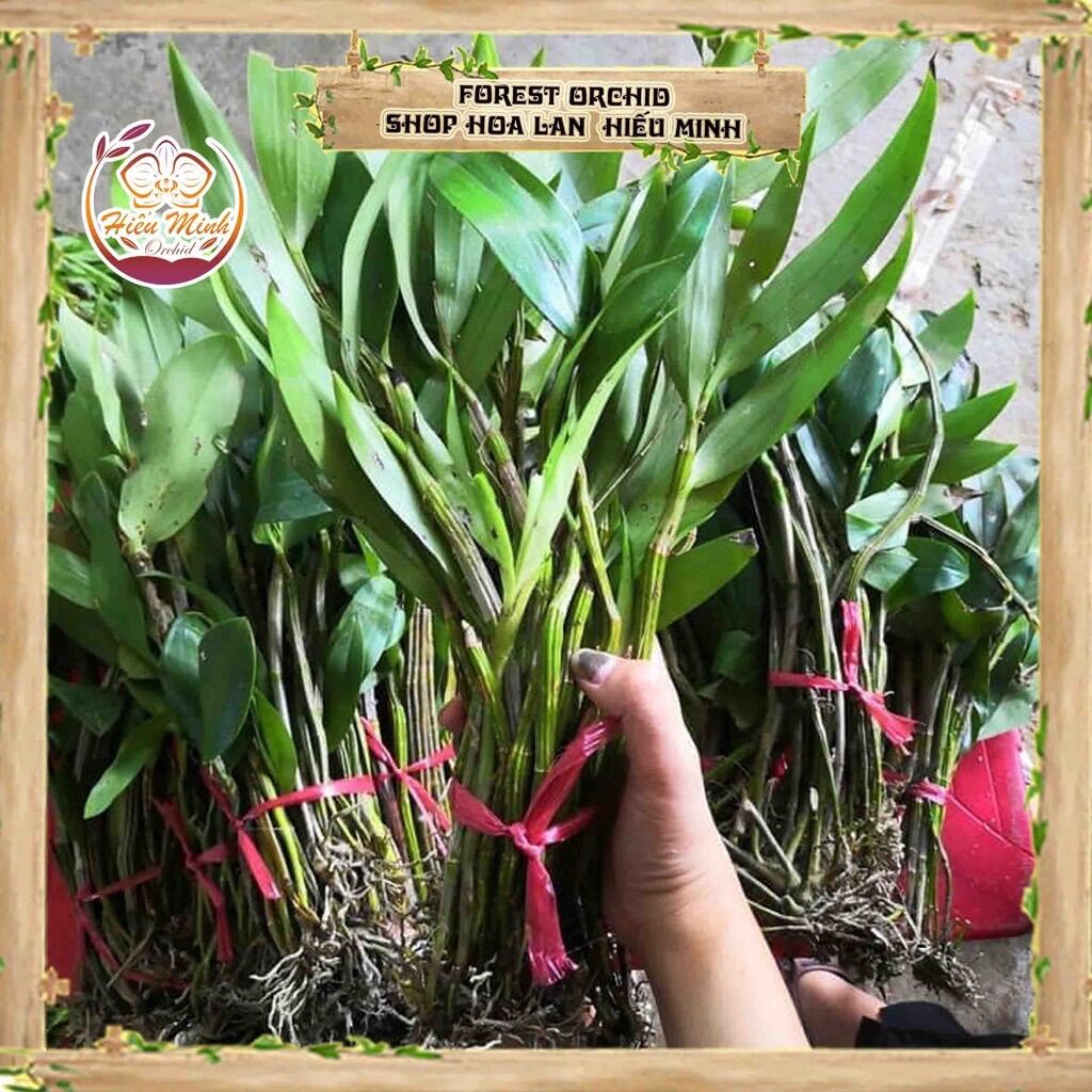 Hoa Lan kiều môi tua(bó 10 thân)