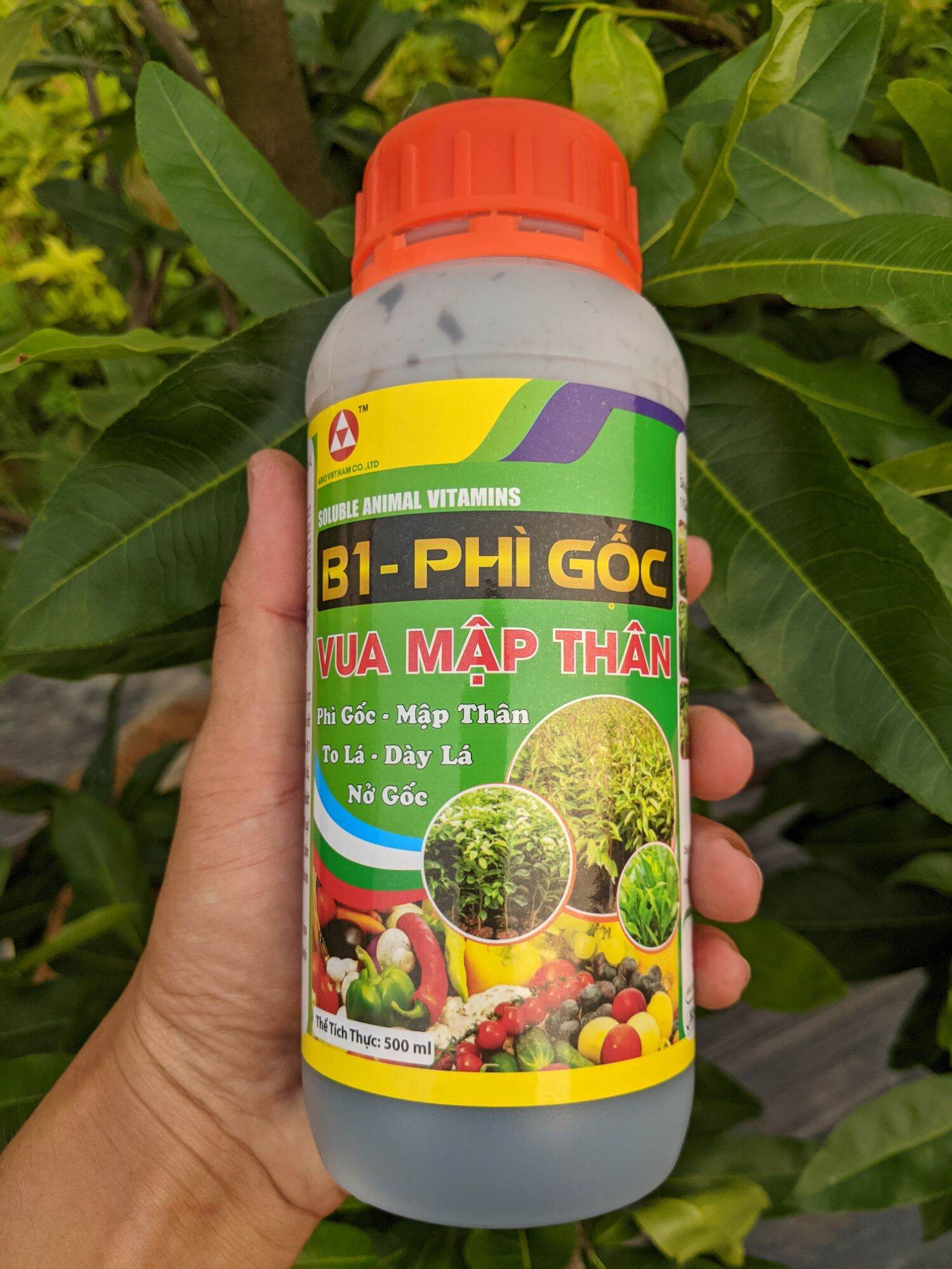 Mập đọt - nở gốc - xanh cây - cứng cây