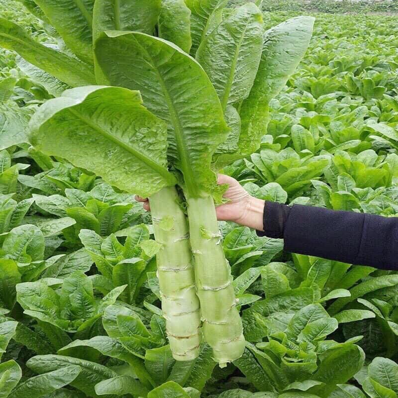 Hạt giống rau diếp nếp xanh tím