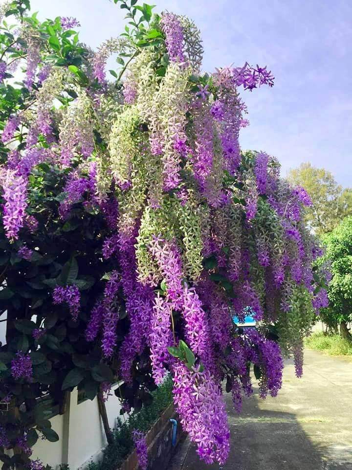[HCM]mai xanh thái lan