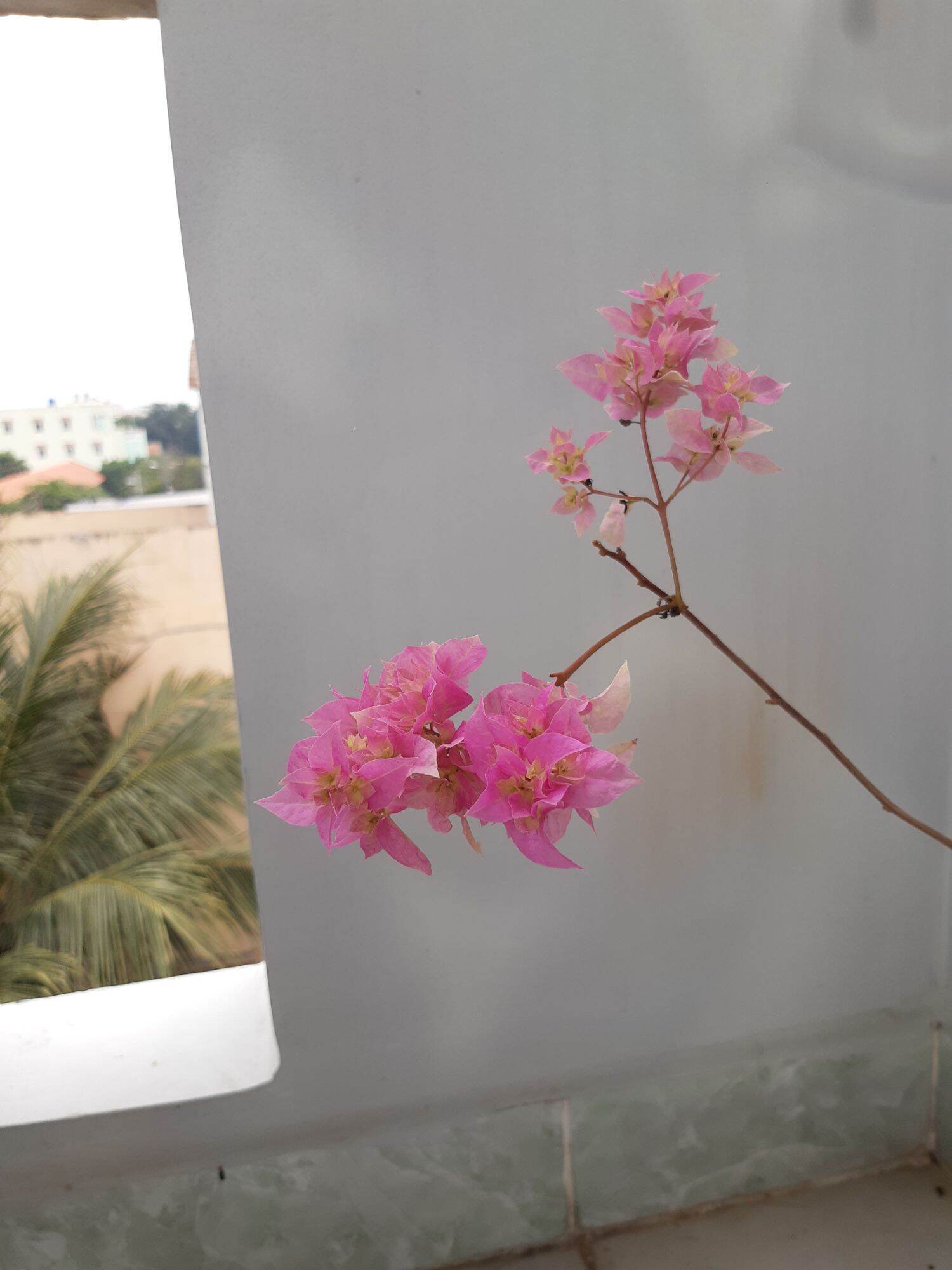hoa giấy kép hồng