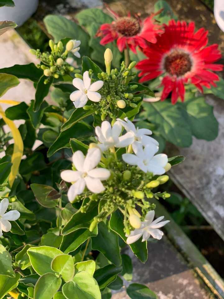 Lài Hoàng gia Thái leo rũ ( siêu thơm)