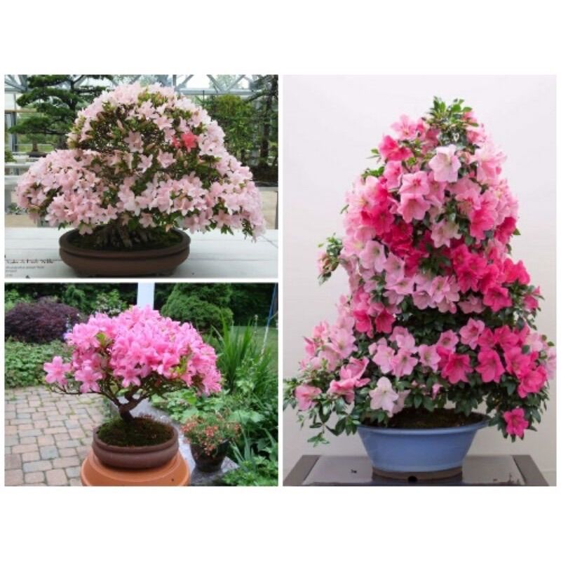 Cây giống hoa đỗ quyên (1 bầu)