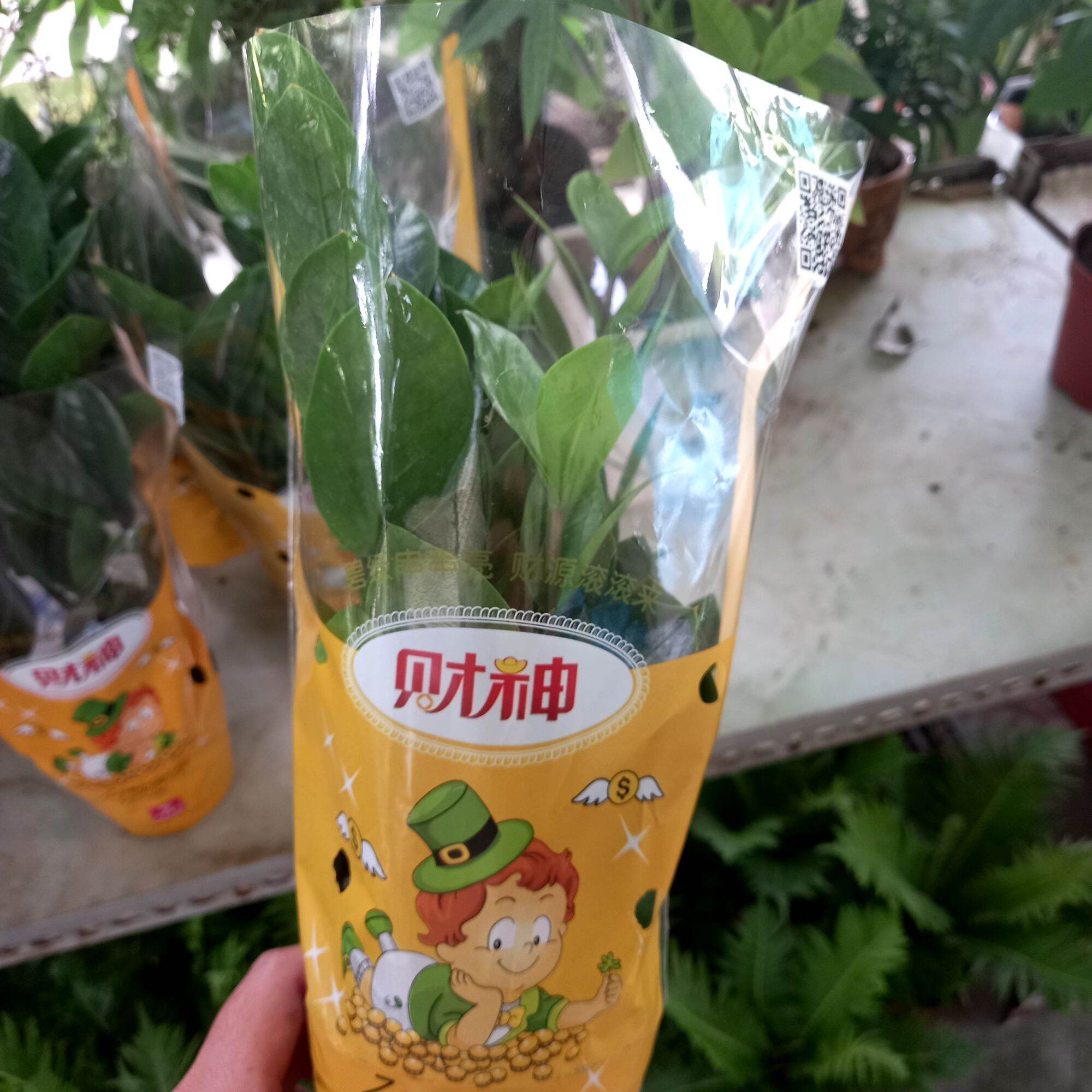 Cây Kim Tiền size để bàn