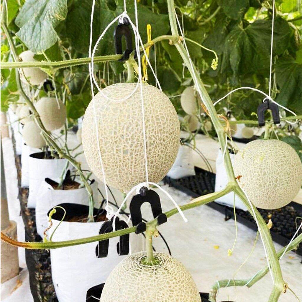 Dây Thừng Dân Dụng 07 1625888072