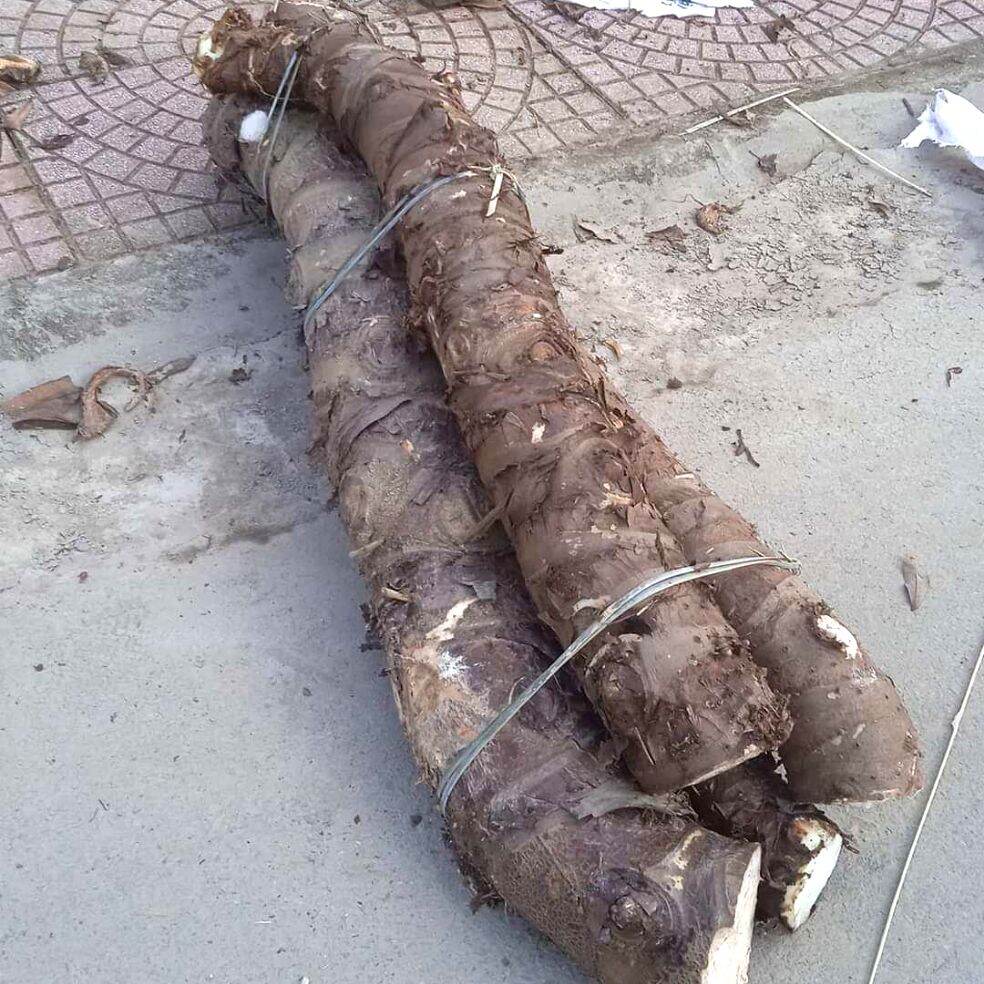1kg củ bạc hà núi tri tôn an giang núi cấm tươi tri bệnh