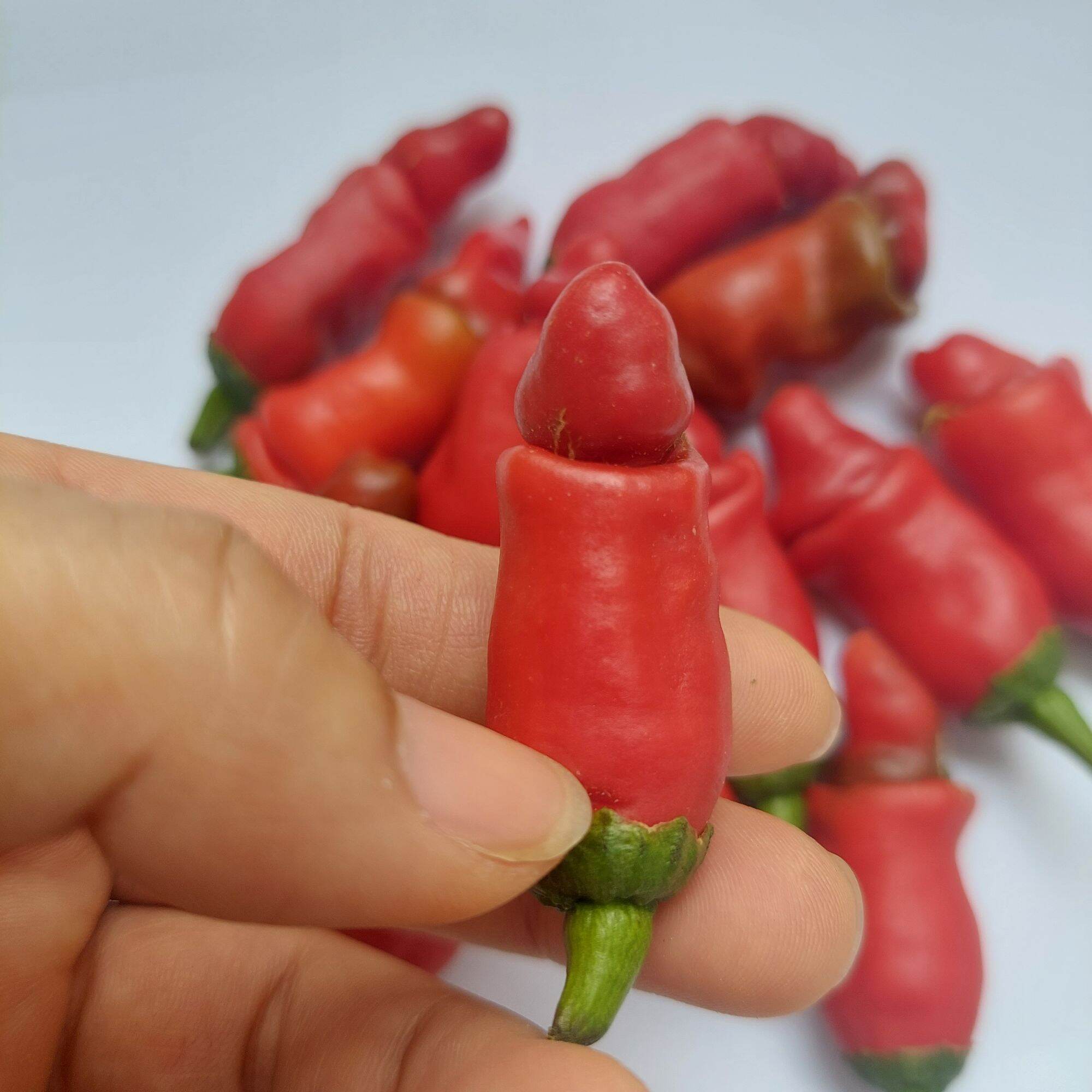 [Seeds] Giống ớt cu tí, số lượng 1 trái