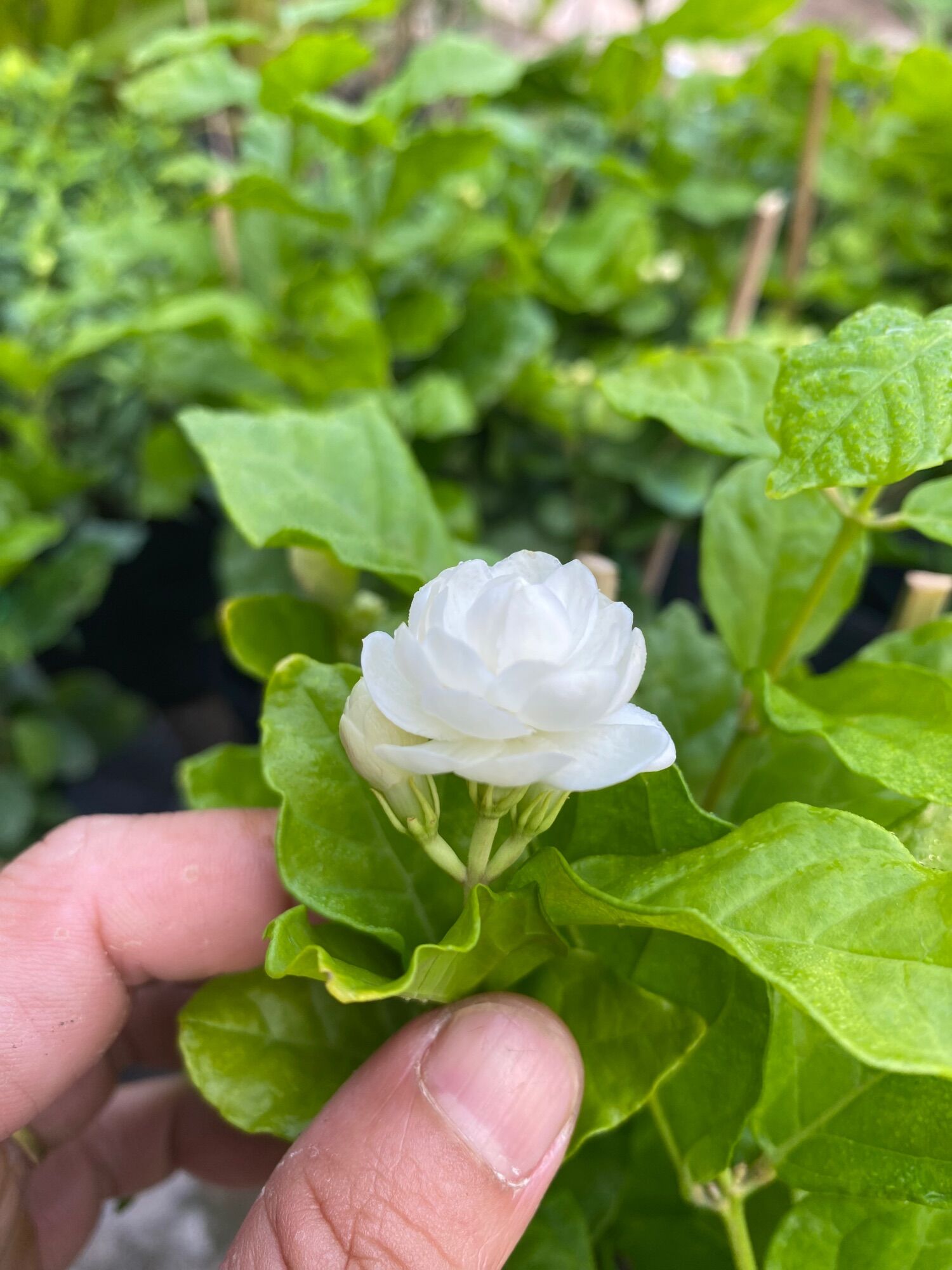 Chậu Hoa Lài bông kép