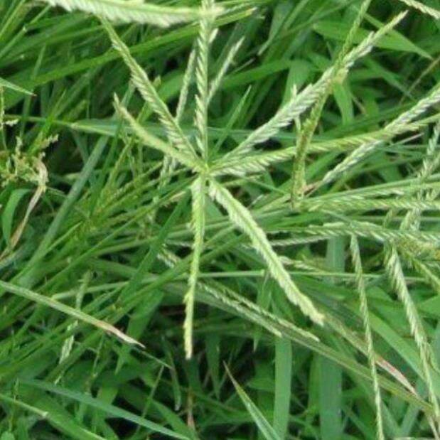 1kg cỏ mần trầu khô hàng loại 1.