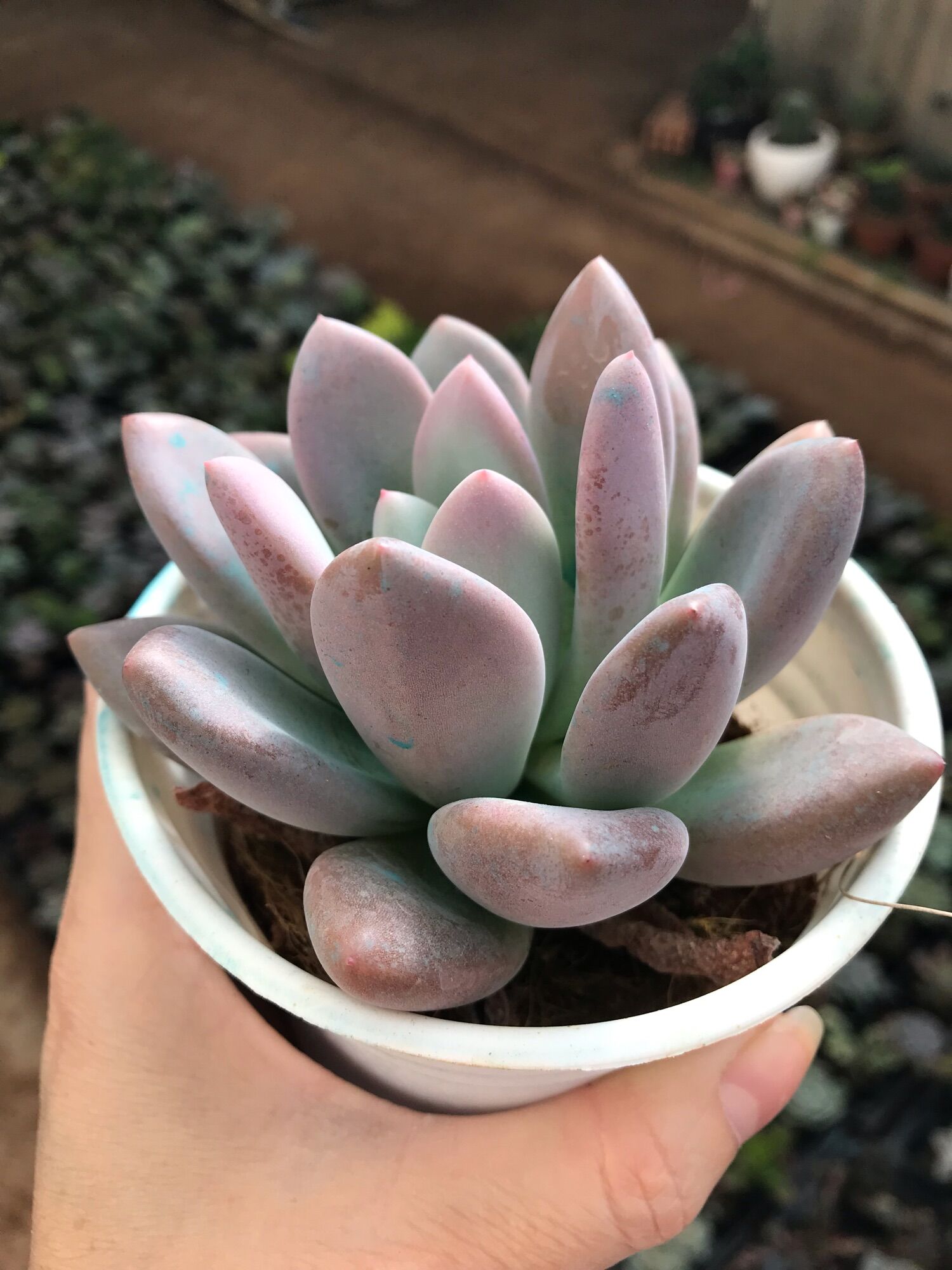 Sen đá sỏi hồng dài cute size trung