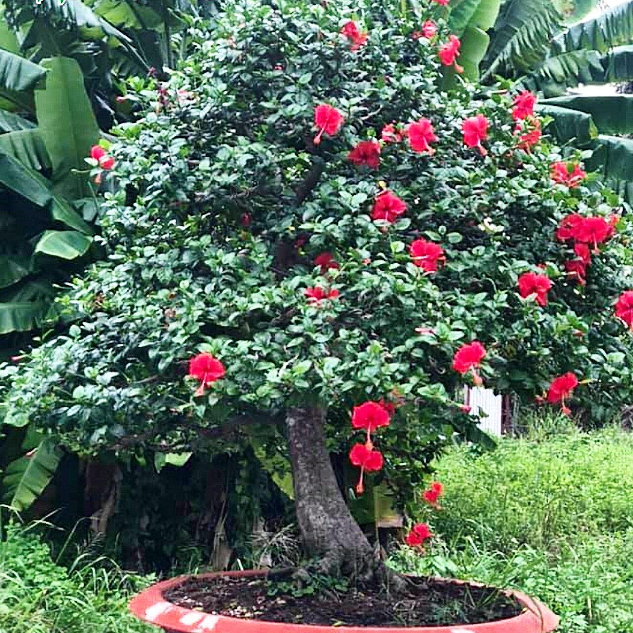 phôi hoa dâm bụt bonsai(10 năm tuổi)