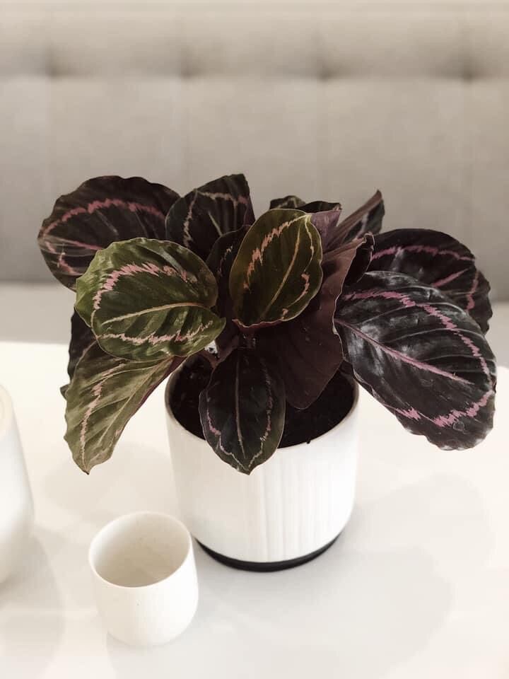 Cây đuôi công tím/ calathea dottie