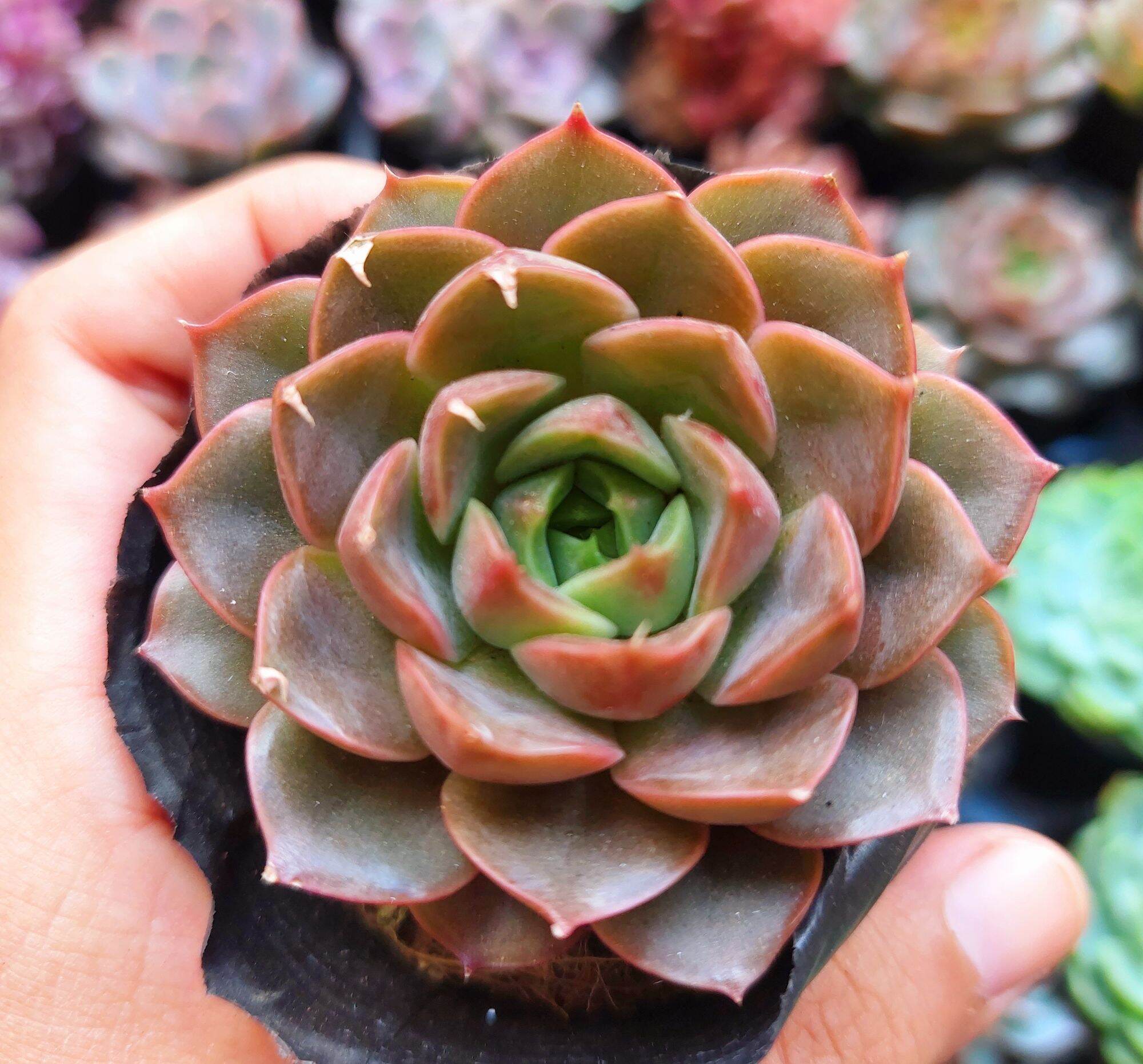 Sen đá BÔNG HỒNG TÍM size bầu