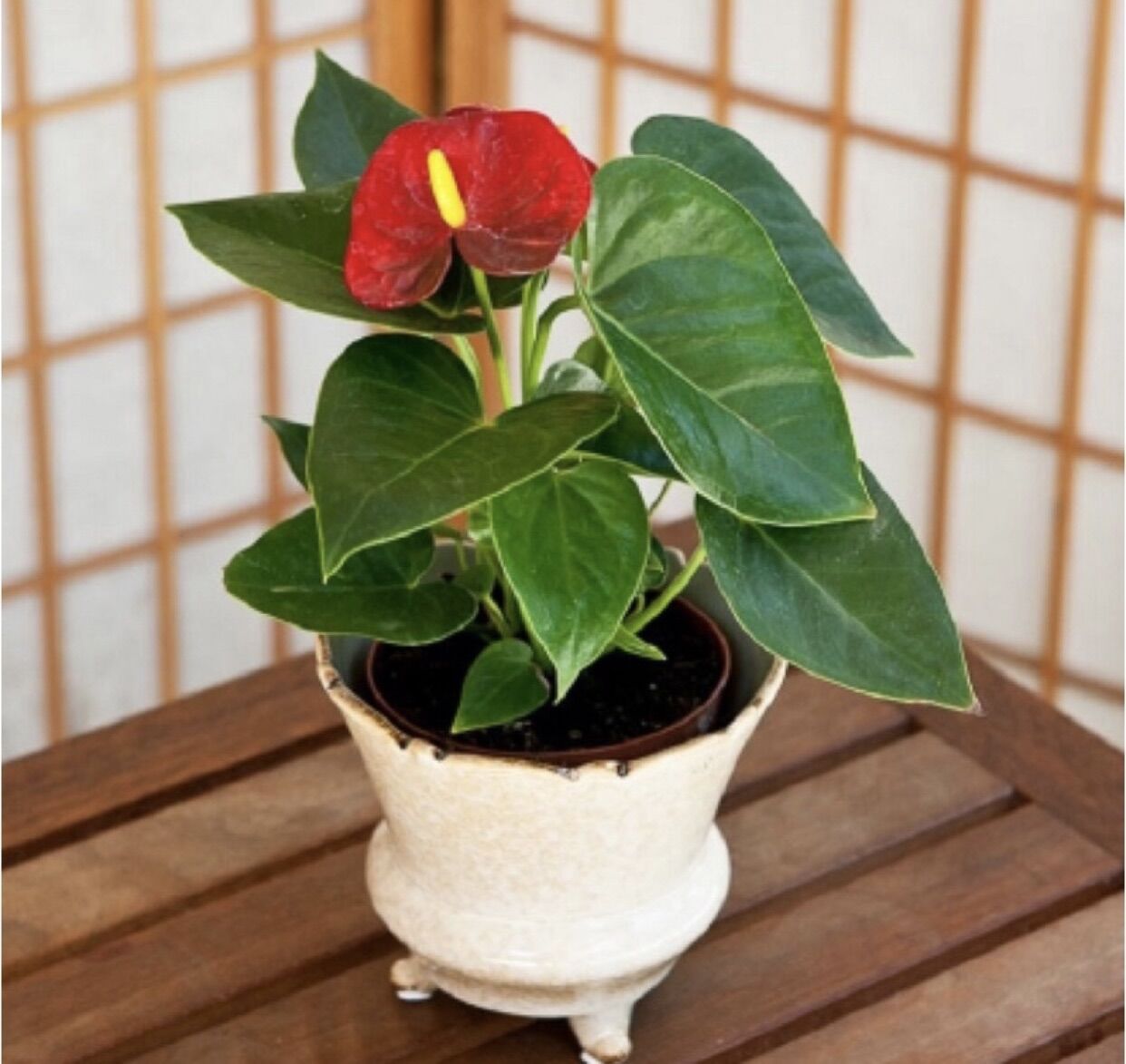 Cây hồng môn để bàn trồng thuỷ sinh được