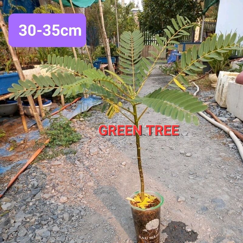 Cây giống so đũa bông trắng