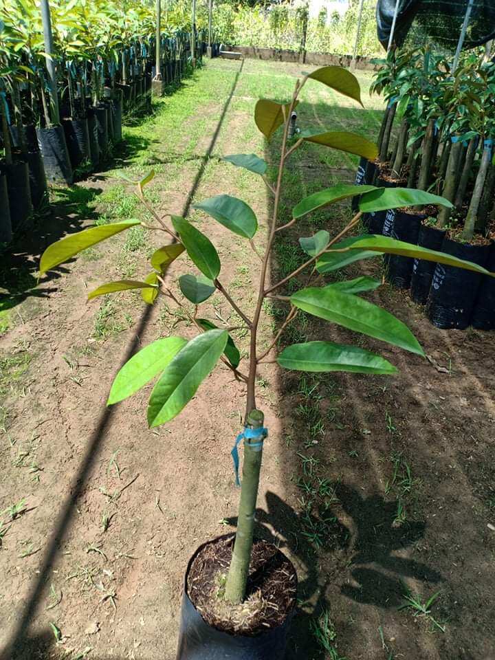 Cây giống Sầu Riêng Ri6 ghép góc to, chất lượng