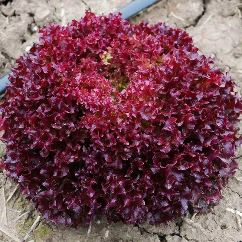 2000 HẠT GIỐNG XÀ LÁCH XOĂN ĐỎ RUBY