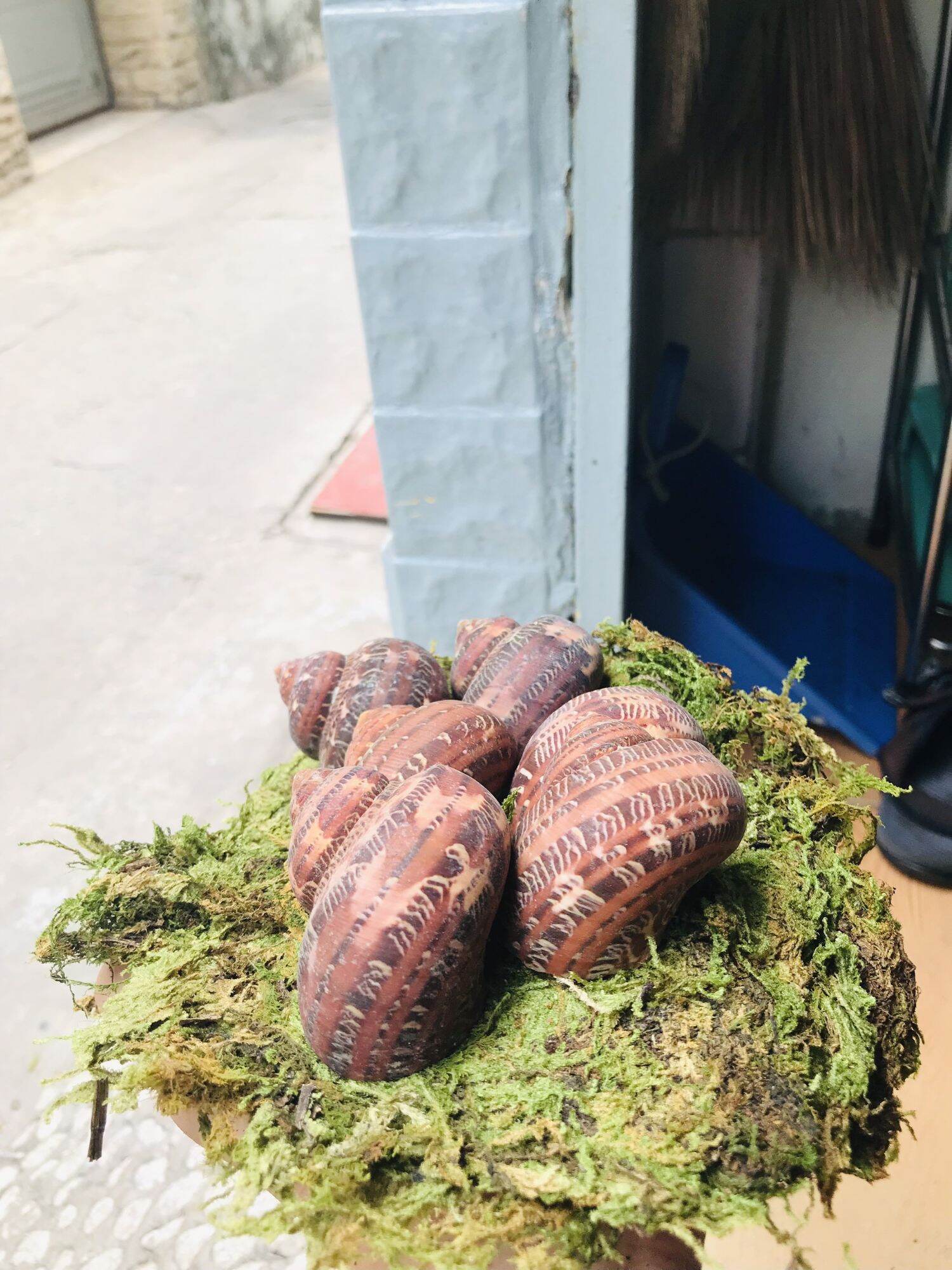 Vỏ Xà Cừ Đỏ trang trí hồ cá, dùng cho ốc mượn hồn