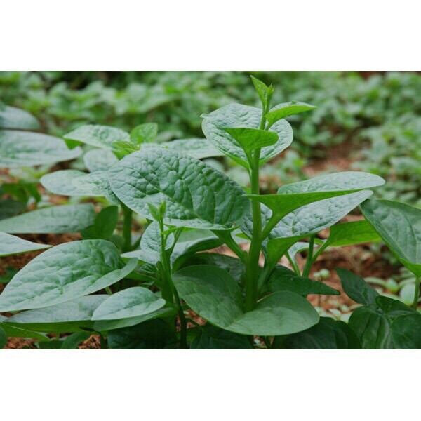 15 cây giống mồng tơi