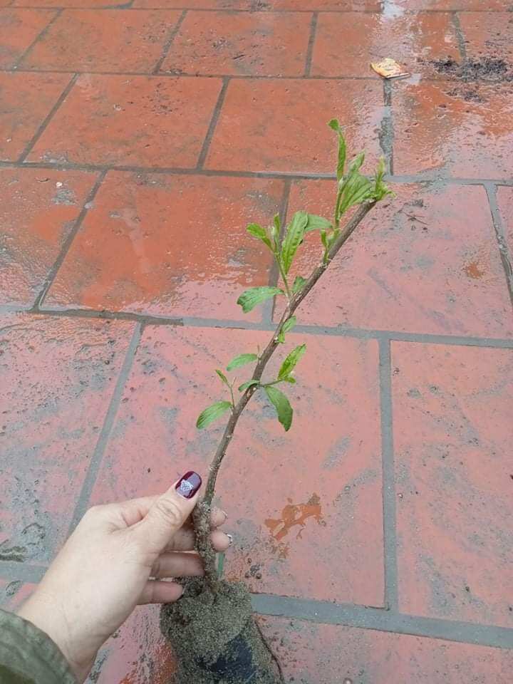 CÂY GIỐNG TÁO THÁI NGỌT