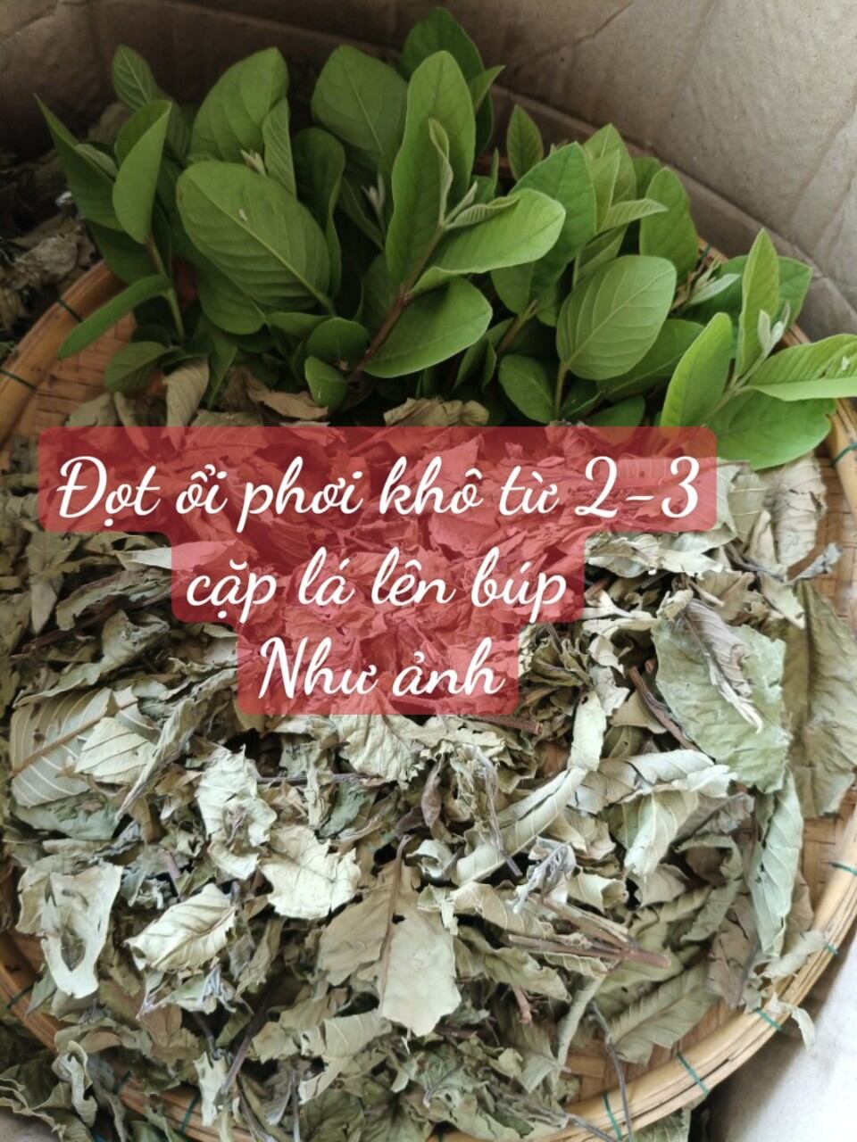 1 kg đọt ổi non phơi khô từ 3 cặp lá trở lên búp giảm mỡ nội tạng - giả.m câ.n- ổn định hu.yết á.p