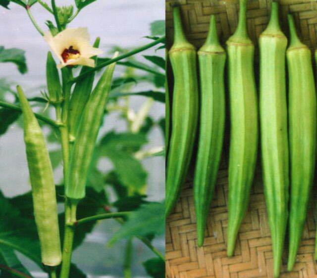 Hạt giống đậu bắp - gói 20gr