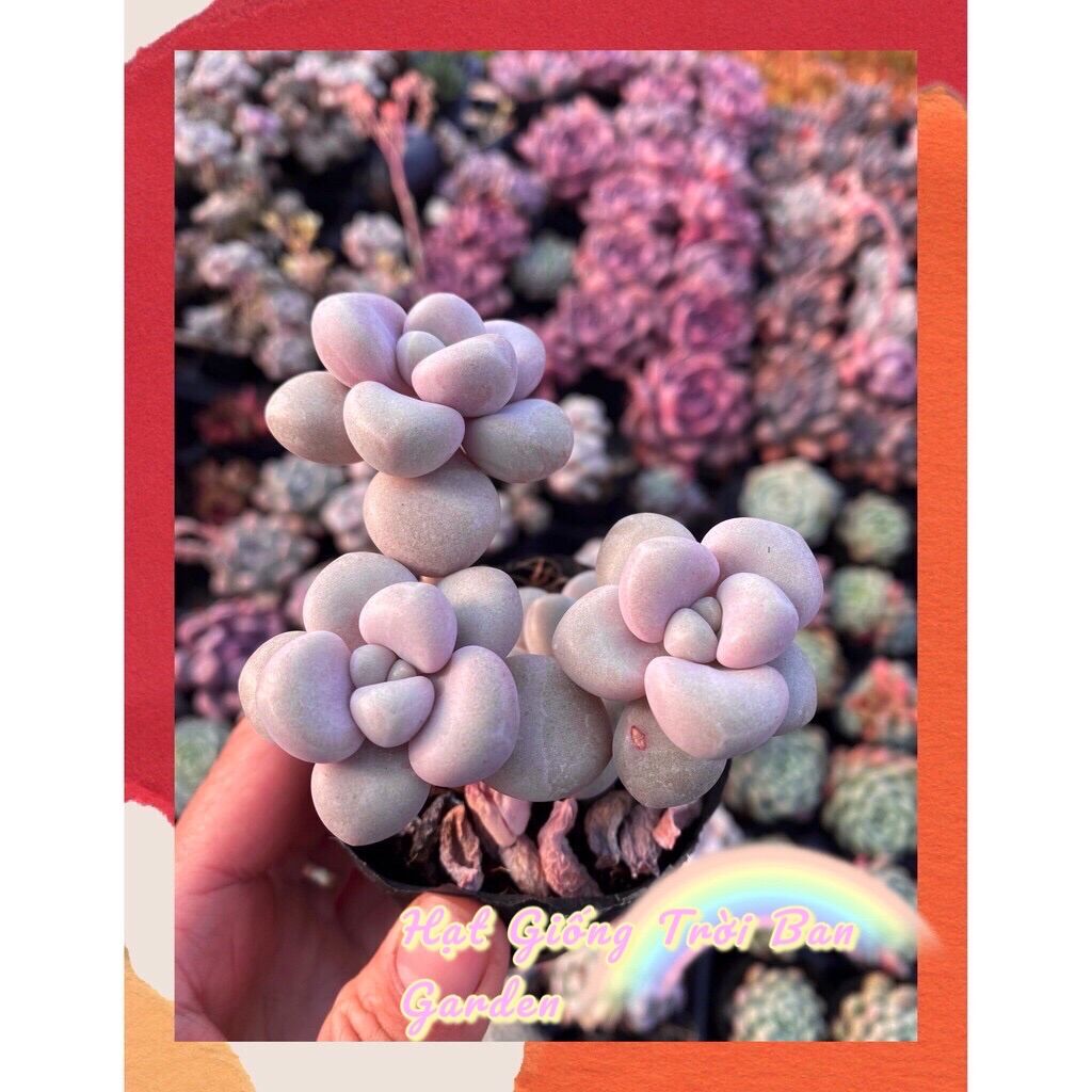 SEN ĐÁ SỎI HƯỞNG CỔ THỤ 💵 ĐÀ LẠT 🍄 HƯ 1 ĐỔI 1 ❄️ SIÊU CUTE