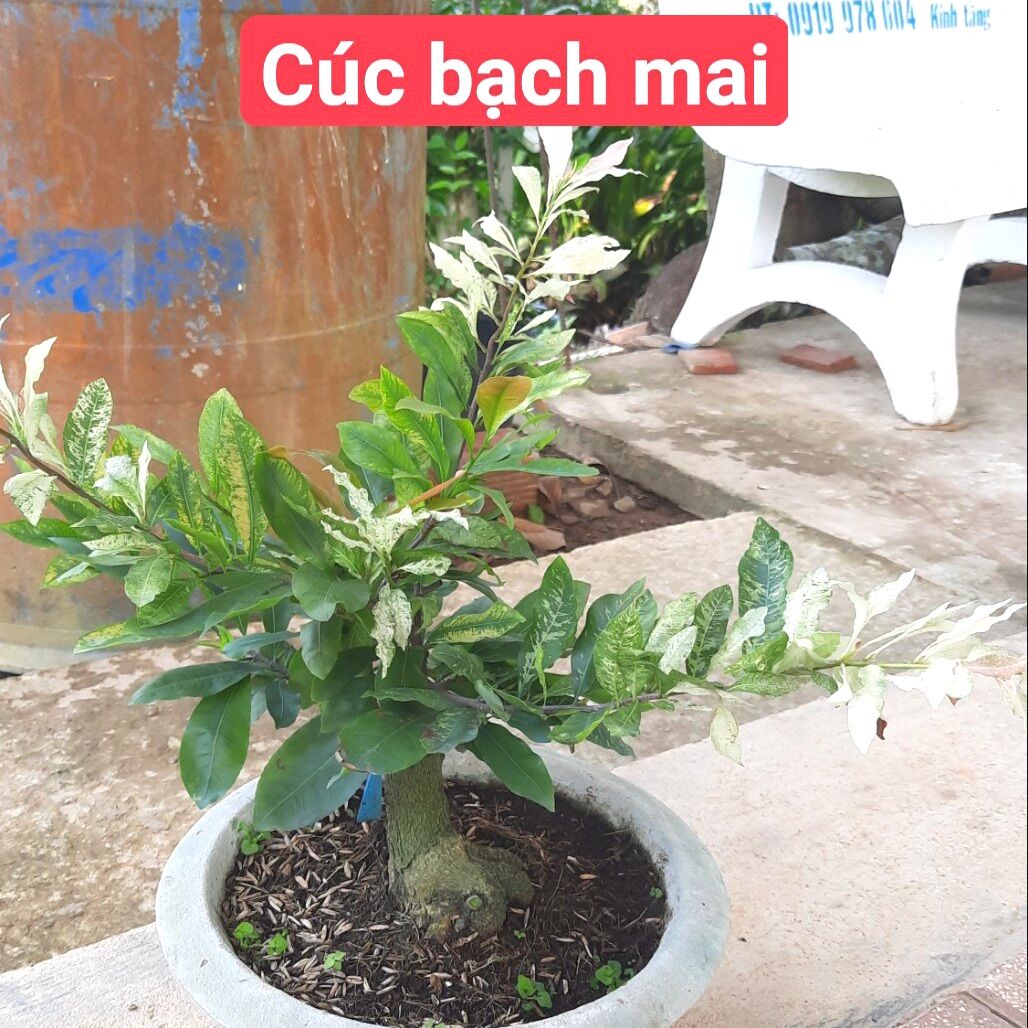 Cây cúc bạch mai (hoa nhiều cánh) gốc ghép bonsai