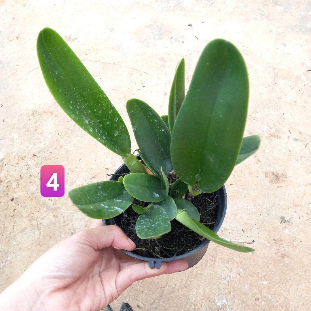 Hoa lan cát Vua Cương Sơn hoa thơm