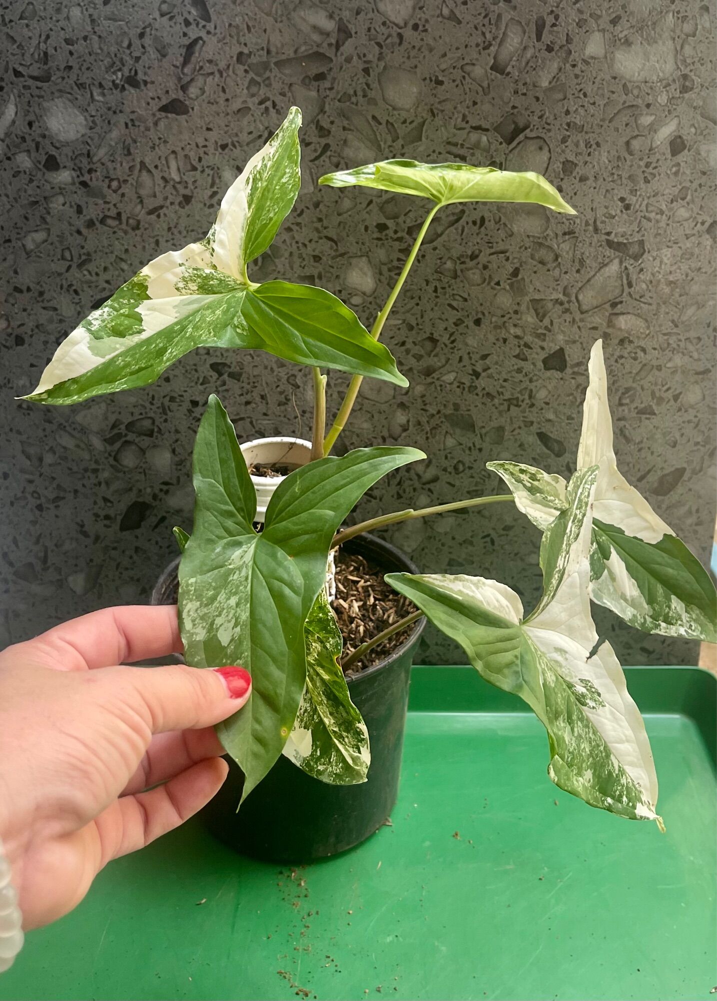 Cây trầu bà sẵn trụ đột biến Syngonium Podophyllum Albo variegata
