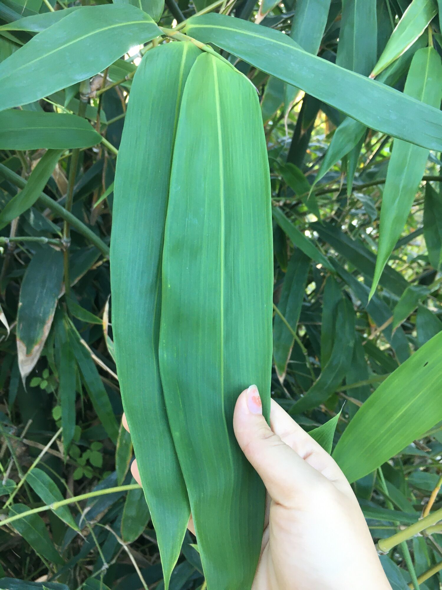 Lá tre tươi gói bánh 1kg