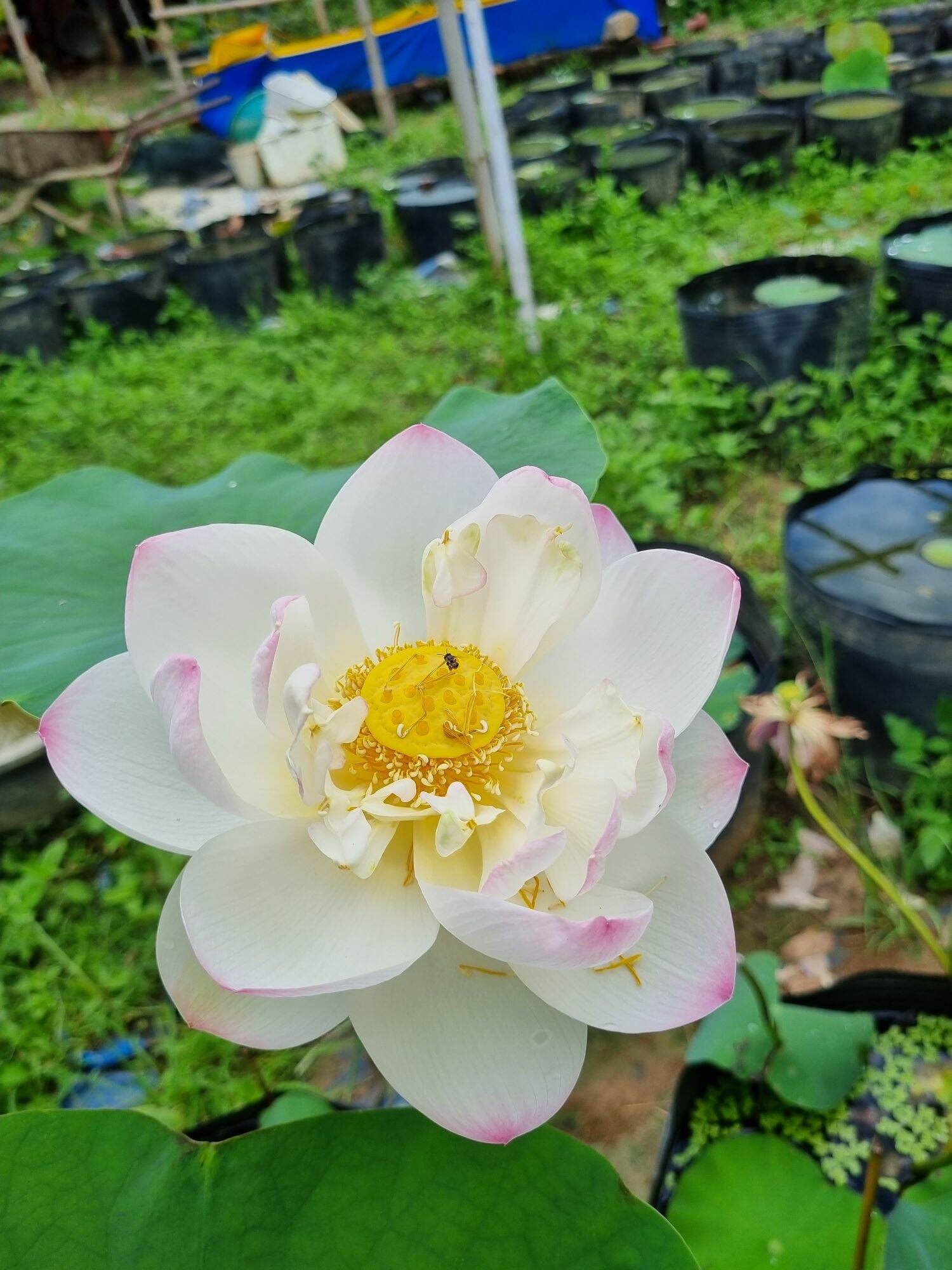 combo 3 Củ sen đủ màu