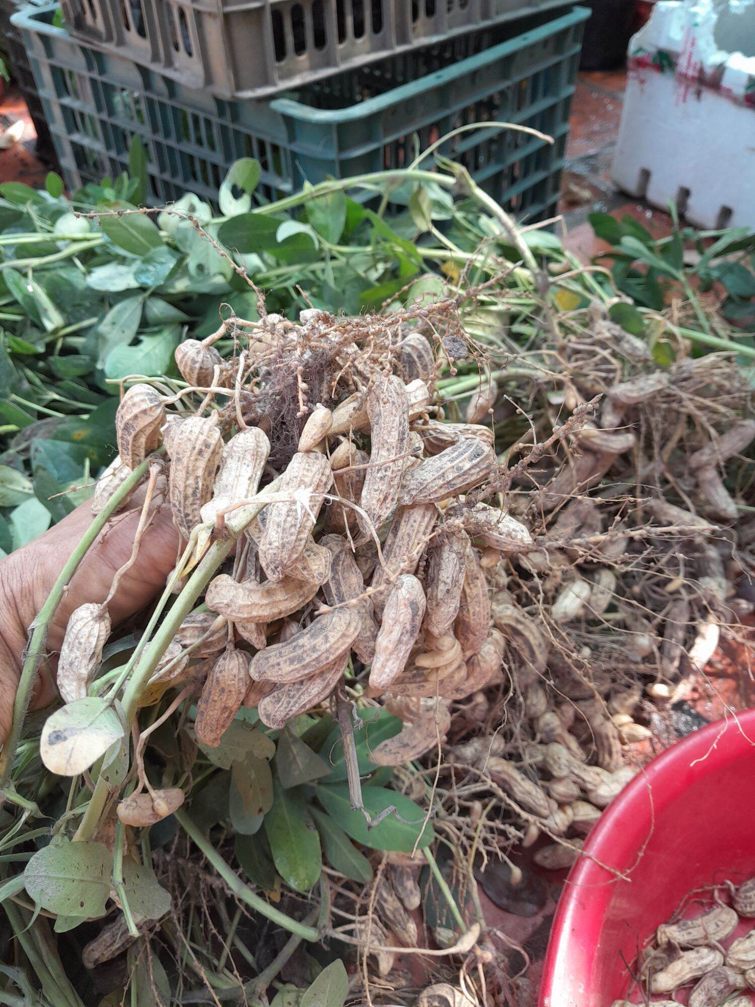 50 hạt giống lạc đen Kokuma