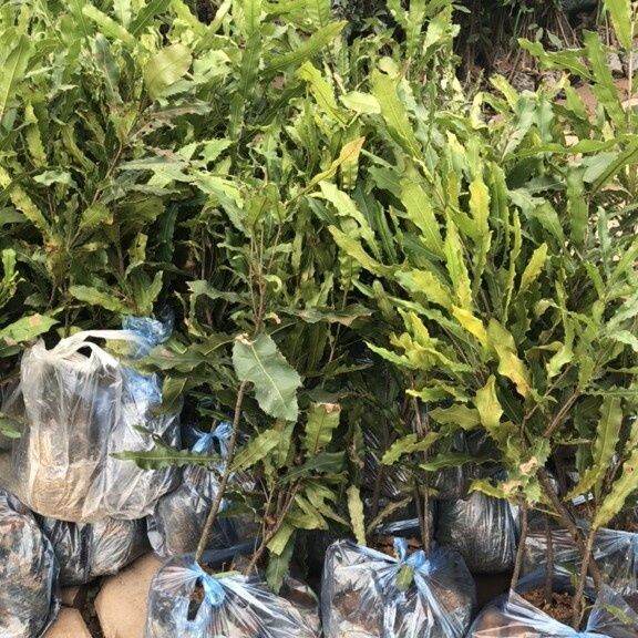 CÂY GIỐNG MACCA GHÉP SIÊU SỚM