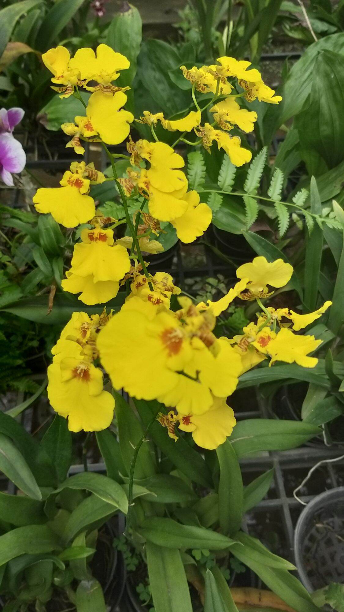 Vũ nữ sugar váy to cây trưởng thành nhiều thân có thể cho hoa.