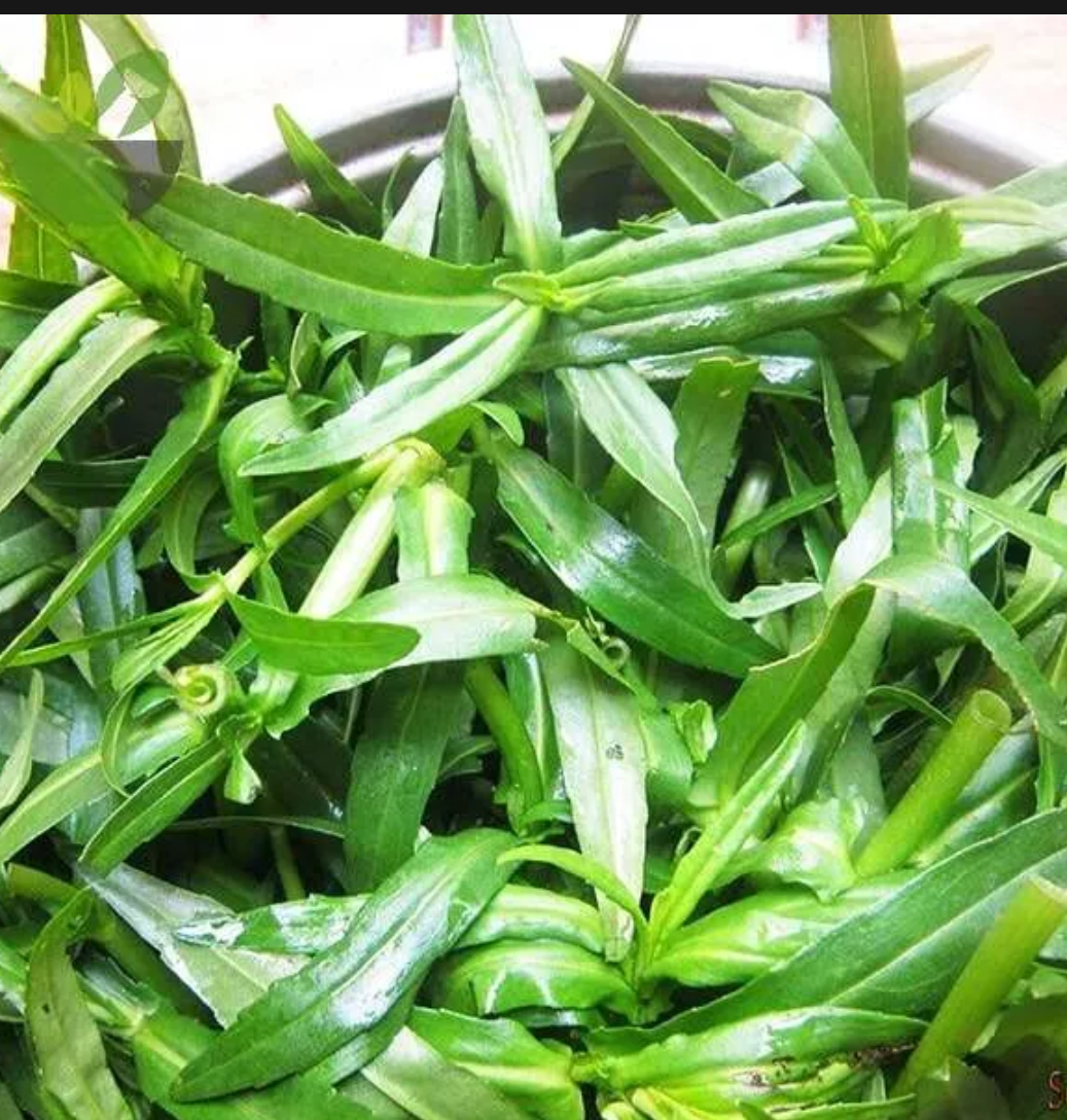 1kg rau ngổ tươi non.khách đặt mới hái nên bảo đảm tươi