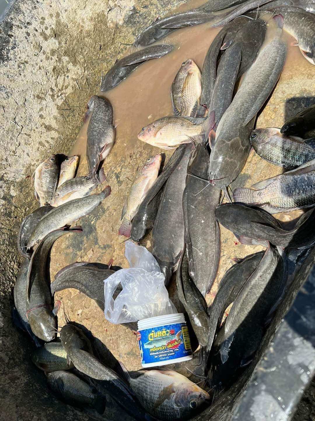 MỒI CÂU CÁ LĂNG THÁI LAN 250G
