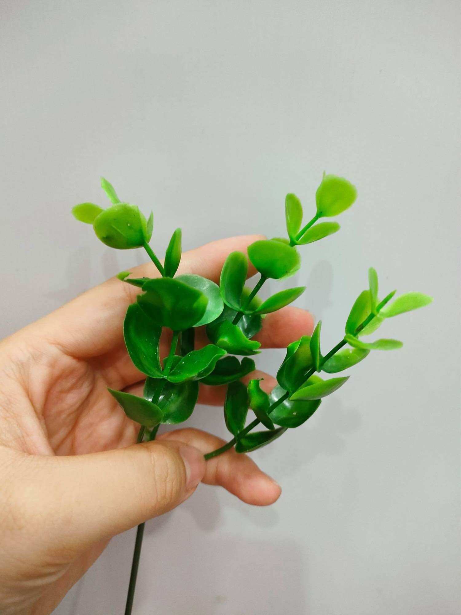 100g cỏ điểm tai chuột