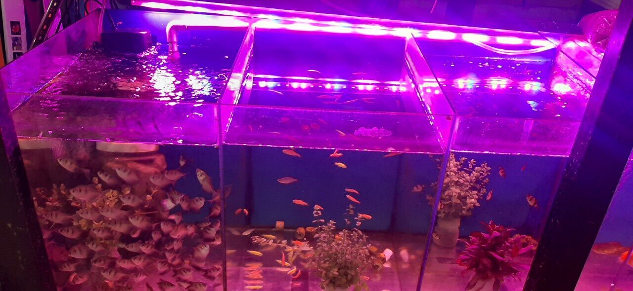 COMBO Hồ cá dài 60*35*40. Bao đẹp cho khách