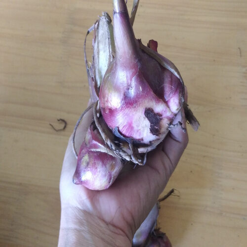 Củ dong riềng đỏ tươi 01 kg. Lh 0982 772 015