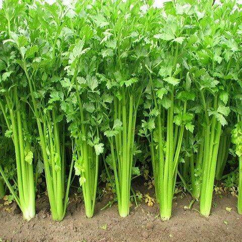 Hạt giống rau cần tàu - gói 10gr