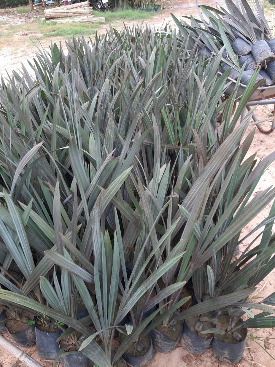 Kè bạc 50cm