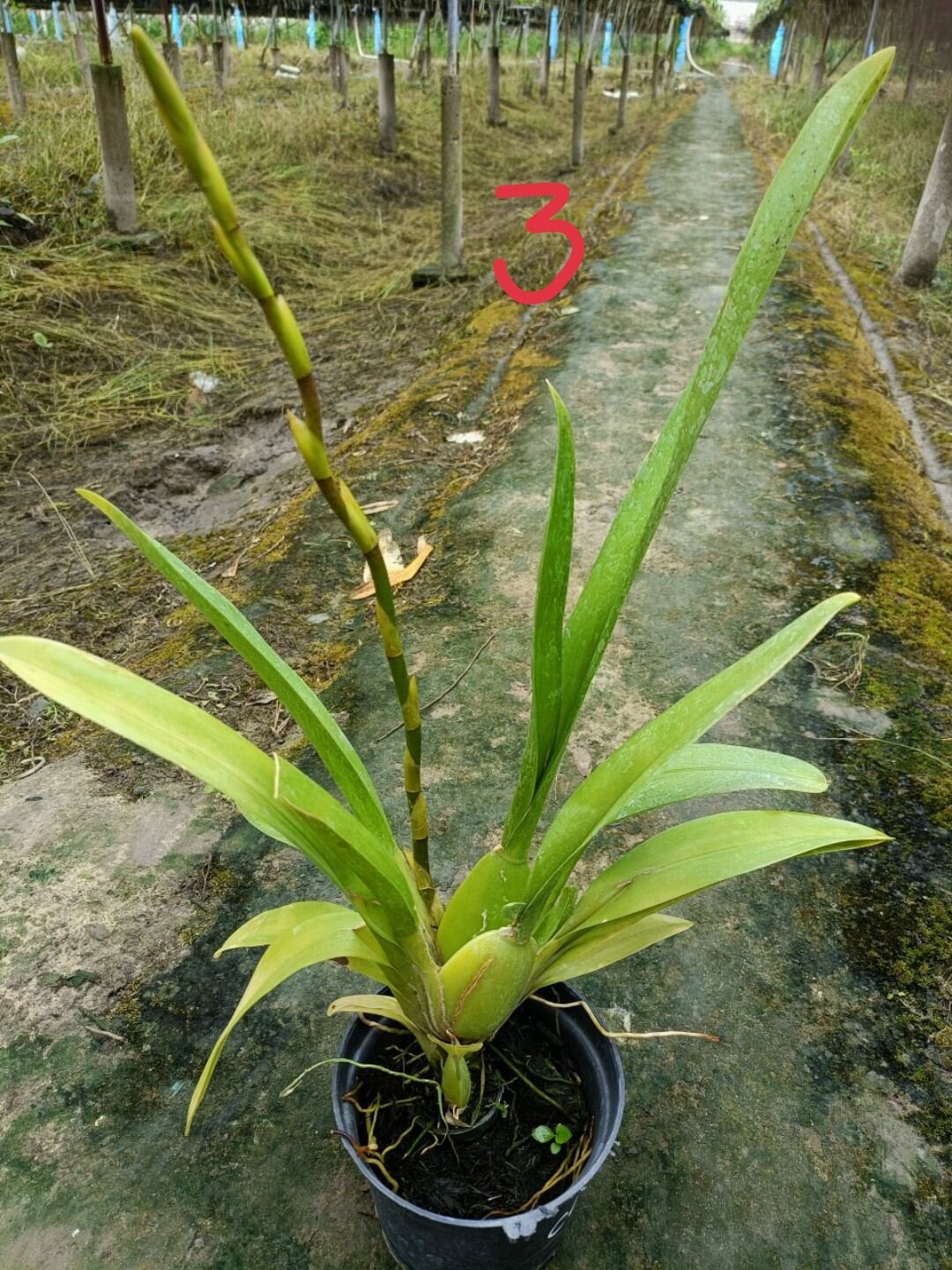 Vũ nữ Cam lửa đang nụ hoa