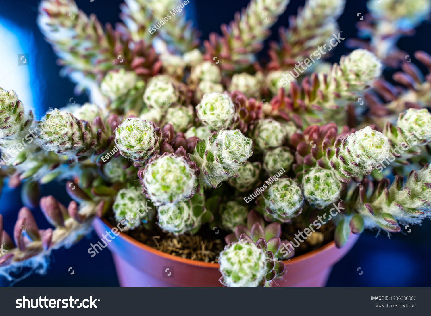 mười giờ Brazil (portulaca werdermannii)