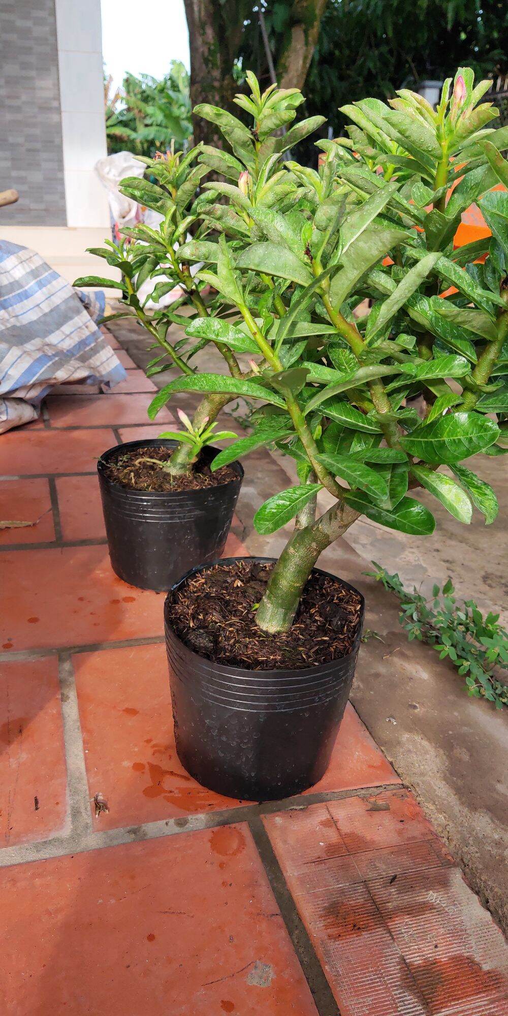 Combo 2 cây sứ Kỳ Duyên zin 1 năm tuổi