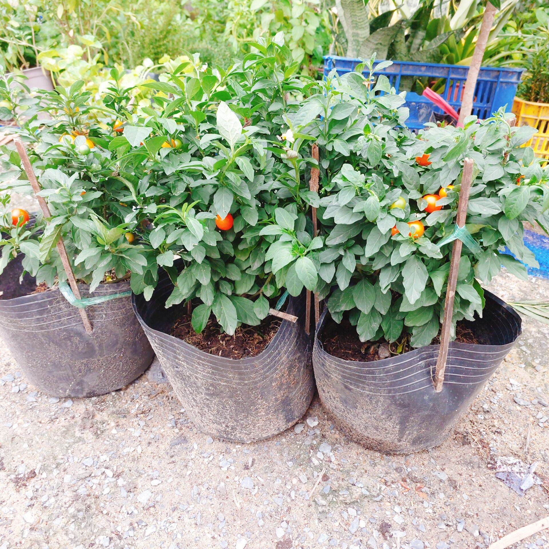 Ớt Cherry Cho Sai Trái